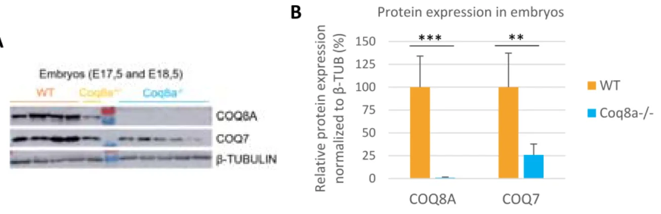Figure 12 : Loss of COQ8A induces a deficiency in COQ7 in embryos. 