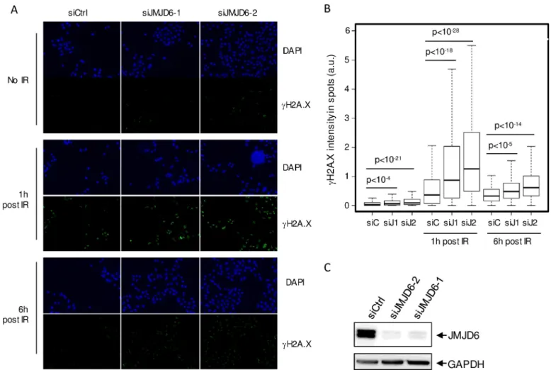 Fig 1. JMJD6 expression is required for the normal DNA damage response to ionizing radiation exposure