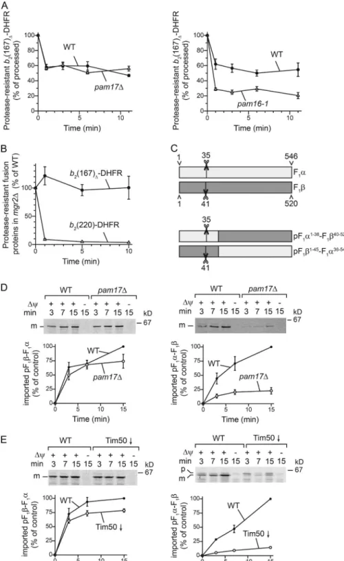 Figure 3.  Pam17 plays a motor-indepen- motor-indepen-dent role in protein import. (A and B) The  in-ward driving force of the motor was assessed  using  35 S-labeled  b 2 (167) Δ -DHFR (A and B)  or b 2 (220)-DHFR (B alone) in the presence of  MTX