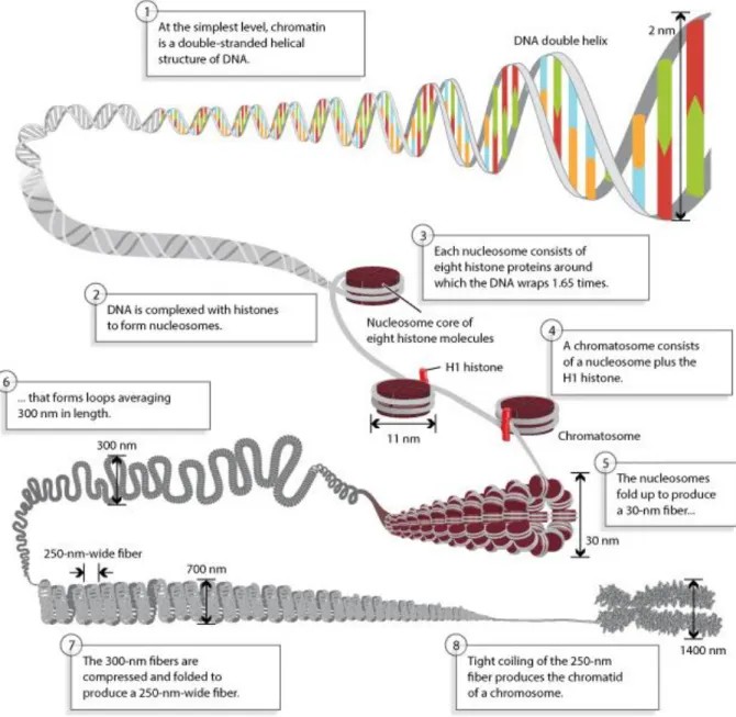 Figure 2: Chromatin organization of the genome.  DNA is  packaged in the  nucleus under  chromatin where it is wrapped around histone proteins