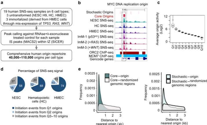 Fig. 1 Human origin repertoire. a Experimental work ﬂ ow. SNS-seq was performed on three untransformed (hESC H9, patient derived hematopoietic cells (HC), and patient derived Human Mammary Epithelial Cells (HMEC), and three immortalised cell types (total n