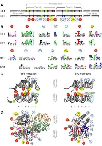 Figure 4 : organisation de la séquence et de la structure des cœurs hélicase de protéines  SF1 et SF2