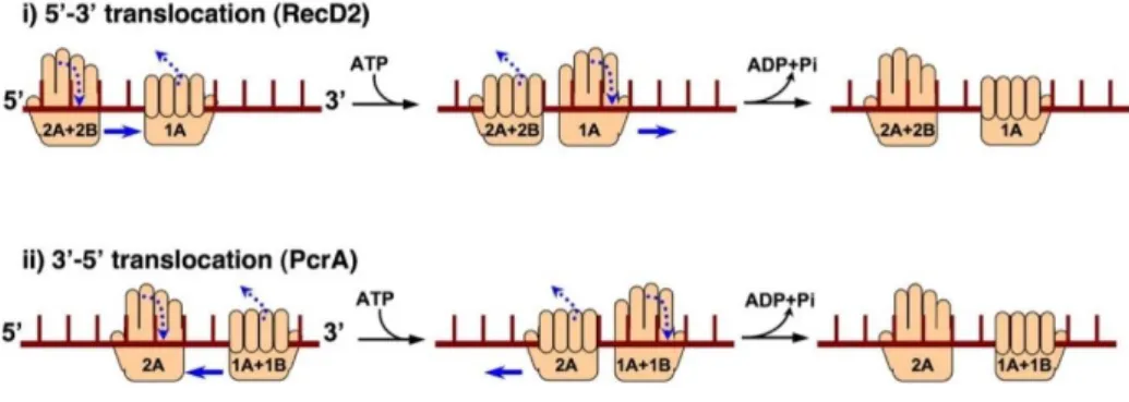 Figure 7 : comparaison des mécanismes de translocation d’hélicases SF1-A tel que PcrA  et SF1-B tel que RecD2