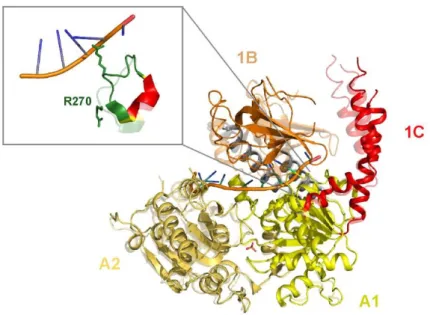 Figure 16 : superposition des structures du cœur hélicase IGHMBP2 avec et sans ARN.  