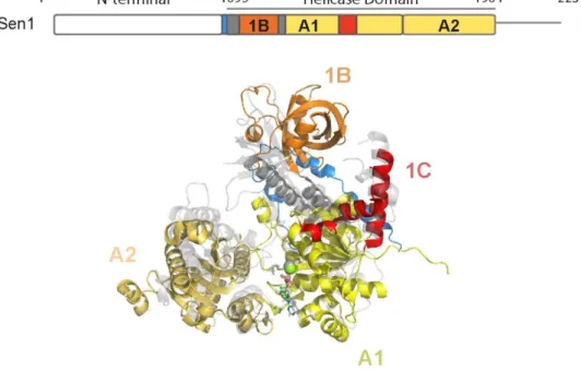 Figure 18 : alignement des structures des domaines hélicases de SEN1 et d’UPF1.  