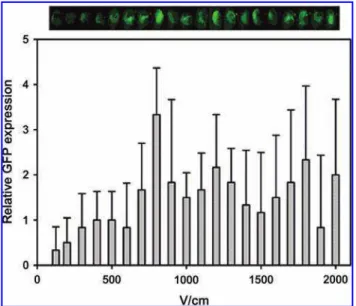 FIG. 2. Detection of GFP expression in muscles across the skin in vivo. The leg was observed under a stereomicroscope with a CCD camera