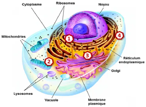Figure 2 : Représentation schématique des organites d'une cellule humaine. 