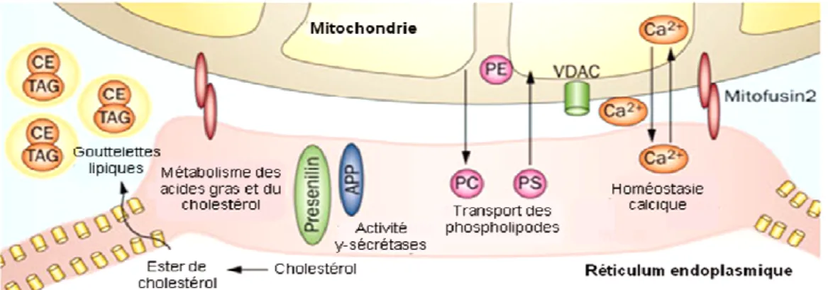 Figure 3 : Représentation schématique des MAM  Adapté de DiMauro et al, 2013 [4] 