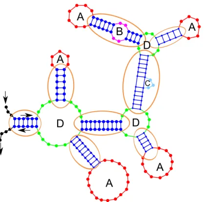Figure 3. RNA Secondary Structure: the dots represent the nucleotides (bases) of the RNA.