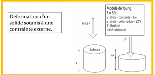 Figure  1  :  schéma  descriptif  du  concept  physique  du  module  de  Young        