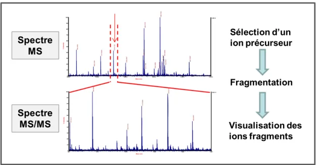Figure 8 : Exemple d’un spectre MS et d’un spectre MS/MS obtenu après fragmentation d’un ion précurseur  d’intérêt