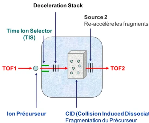 Figure 19 : La fragmentation peptidique par CID (Collision Induced Dissociation) du spectromètre de masse  MALDI TOF/TOF 4800