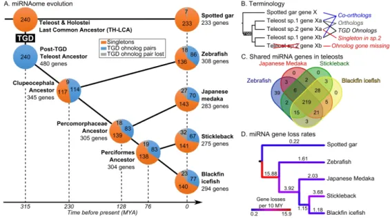 Fig. 1. Evolution of the actinopterygian miRNA repertoire. 