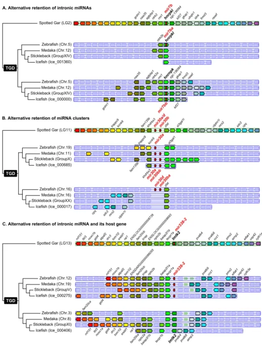 Fig. 2. Examples of miRNA retention after the TGD. 