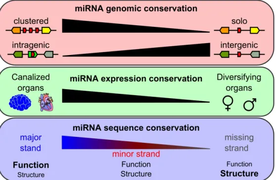 Fig. 10. Factors influencing miRNA evolution after the TGD. 