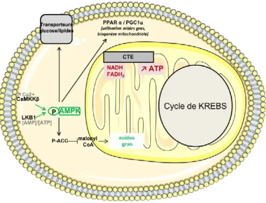 Figure 7 : Implication de l’AMPK dans le métabolisme cellulaire 