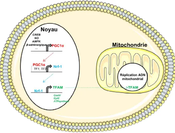 Figure 9 : Programme d’expression génique induisant la biogenèse mitochondriale 