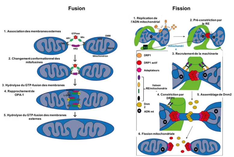 Figure 12 : Dynamique mitochondriale : mécanismes de fusion et de fission (adapté de  Tilokani et al., 2018) 