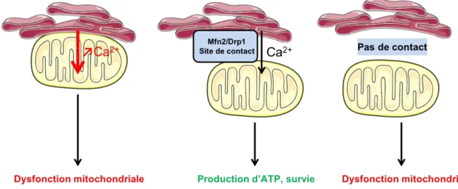Figure 13 : Les « Mitochondria-Associated-Membranes » (MAM) 