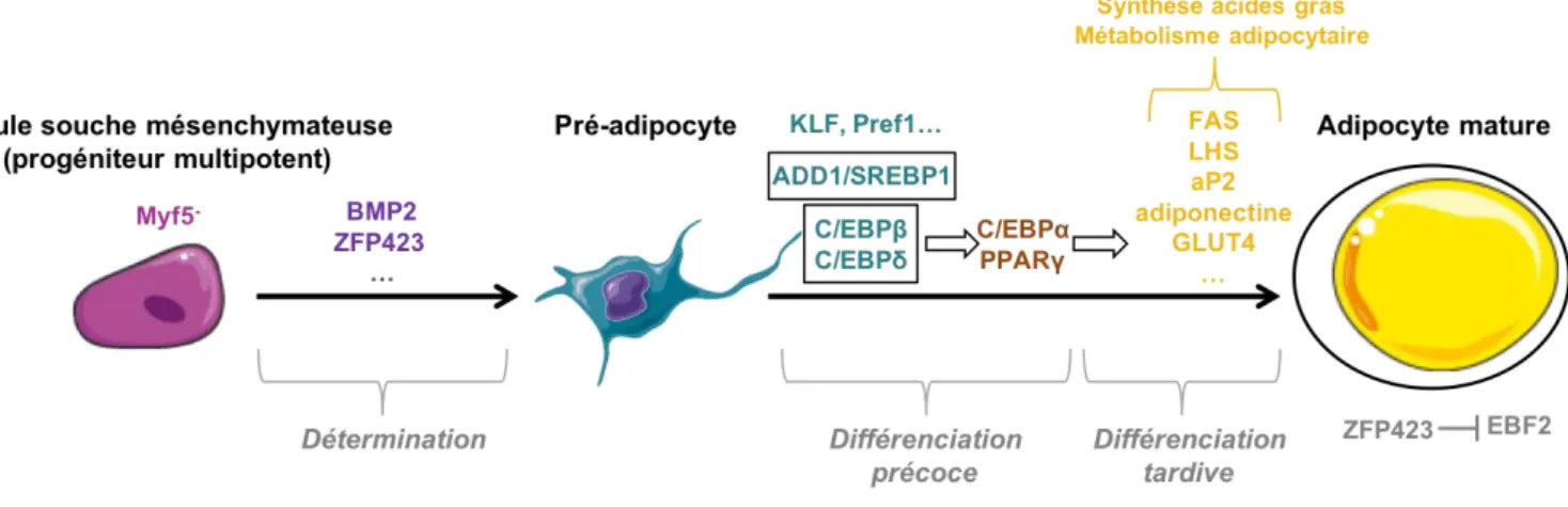 Figure 17 : Cascade de différenciation adipocytaire blanche 