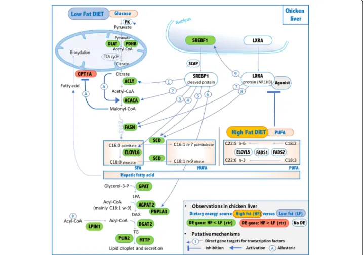 Fig. 7 Putative mechanisms explaining hepatic impact of PUFA on genes encoding lipogenic enzymes and SREBF1 and NR1H3 transcription factors in HF diet vs