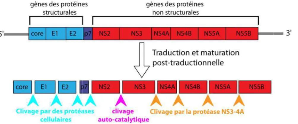Figure 1 : Structure du génome du VHC. 