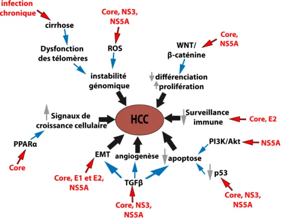 Figure  5 :  Mécanismes  d'induction  d contribuer au développement du CHC important dans la carcinogenèse.