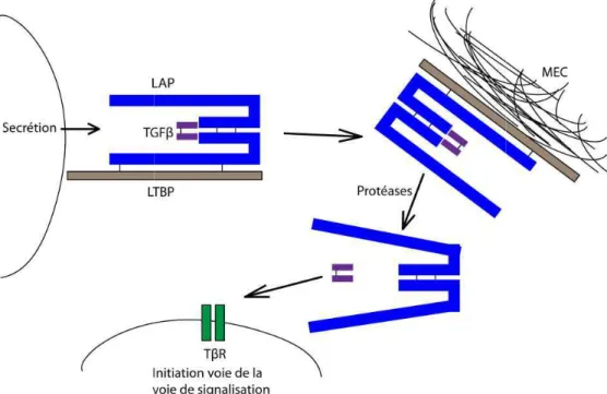 Figure 7 : Sécrétion et activation du TGF permet l’association à la MEC. La libéra son activation ainsi que sa liaison au TβR