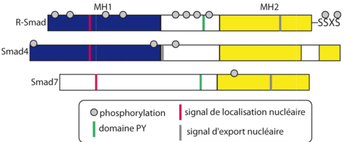 Figure  9 :  Domaines  et  phosphory constituées de domaines structuraux ne possède pas de domaine MH1, sa présent dans la région charnière des de localisation  et d’export  nucléaire MH1  régulent  la  liaison  à  l’ADN  d charnière, les phosphorylations 