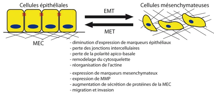 Figure  15 :  La  Transition  Epithélio- Epithélio-épithéliaux et l’acquisition de marqueu est un processus réversible, le processus