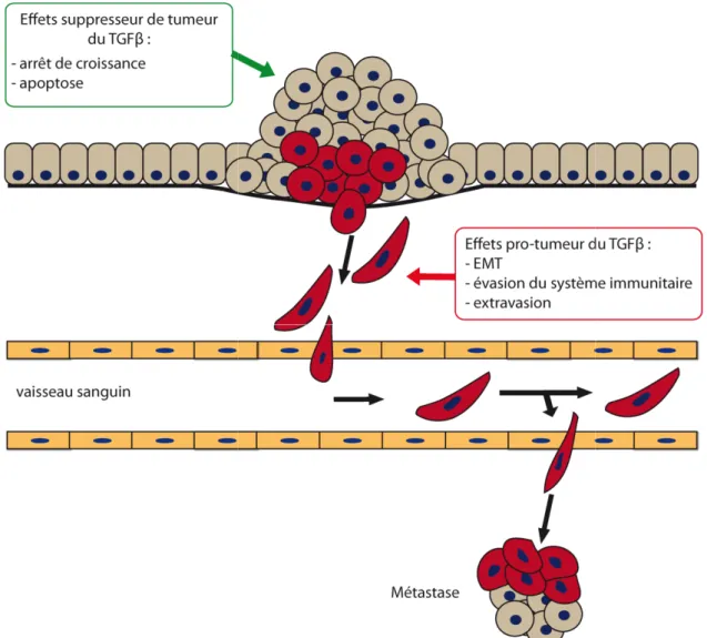 Figure 17 : Impact  du TGF β  dans le  p cancérisation, le TGF β  a un rôle inhibi cellules  tumorales  détournent  ensuite  favoriser le développement métastasiqu
