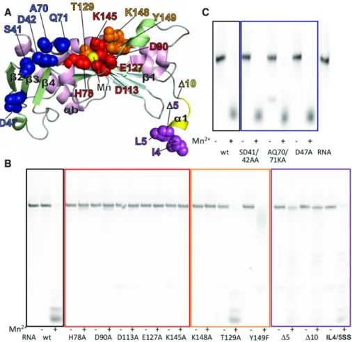 Figure 5. Endonuclease activity of TOSV EN mutants. (A) Mutations mapped onto the structure of TOSV EN, represented as in Figure 2