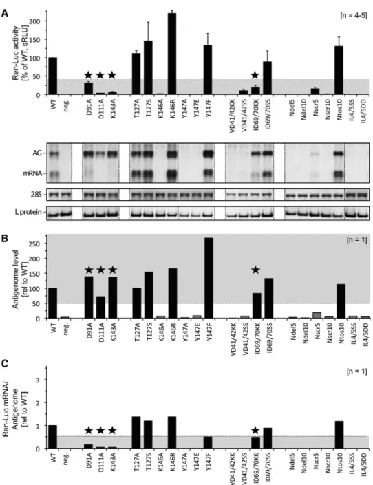 Figure 6. Functional investigation of RVFV L protein mutants using the RVFV ambisense minigenome system