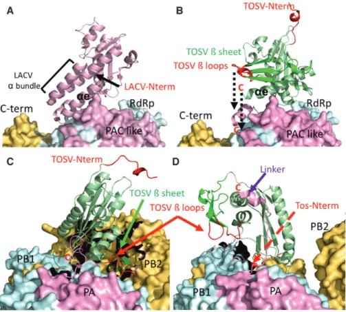 Figure 7. Superposition of the TOSV EN structure on the EN domains of the available structures of LACV and influenza polymerases showing the positions of the TOSV EN N terminal beta sheet and helix ␣ 1 with respect to the polymerase body