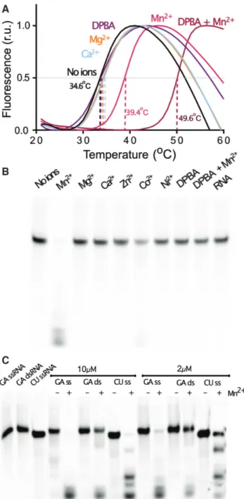 Figure 1. Ion stabilization and catalytic activity of the TOSV EN. (A) TSA experiments showing the stabilizing effect of metal ions and DPBA on the TOSV EN