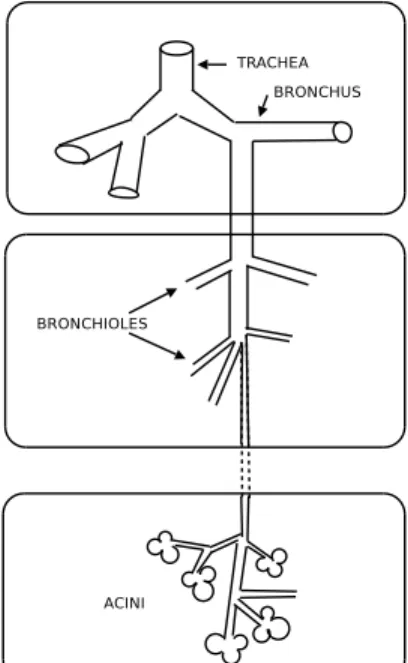 Fig. 2.1 – D´ecomposition de l’arbre en 3 parties.