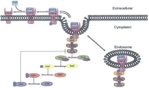 Figure  1-1:  Schematic  biochemical  pathway  of EGF  induced  EGFR  system  [6].