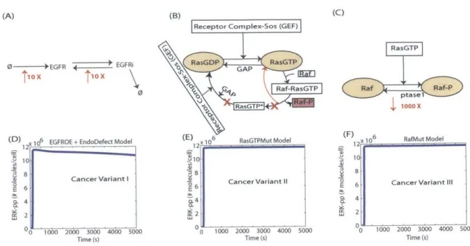 Figure  2-2:  Schematic  summary  of  the  three  cancer  variants  of  the  model.  Here  the  red  text,  lines, and  arrows  represent  changes  to  the  original  model  to  obtain  each  variant