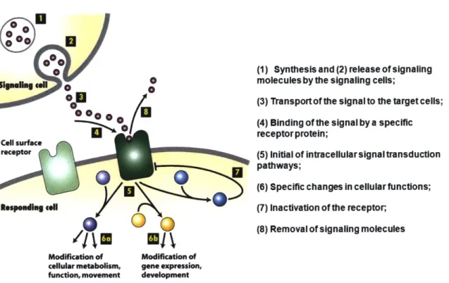 Figure  1-2:  Different  kinds  of  intra-cellular  signaling  proteins  along  a  sig- sig-naling  pathway  from  a cell-surface  receptor  to the  nucleus  Reproduced  from [28]