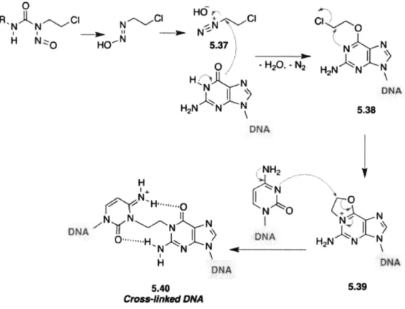 Figure  1.1:  Mechanism  of action  of BCNU  in  affecting  adenine  to  cause  interstrand  crosslinks and  cellular  toxicity,  from  Medicinal  Chemistry  of Anticancer  Drugs  (Second  Edition),  2015.