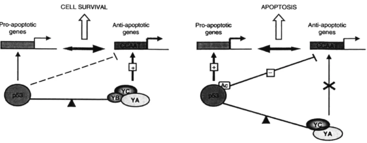 Figure  3.9:  Proposed  mechanism  for  NF-Y  and  p53  interaction  in  Benatti  et  al.,  2008,  Figure 9.