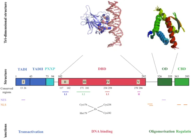 Figure  3:  Schematic  representation  of  the  structural  organisation  of  p53.  The  p53  protein  has  a  classical  conformation with 4 important domains (“Structure” line) with particular functions (“Functions” line)