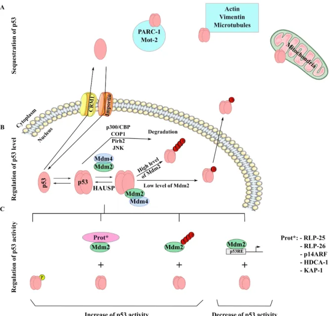 Figure  5:  Regulation  of  p53  stability.  (A)  Sequestration  of  p53  in  the  cytoplasm  by  different  mechanisms: 