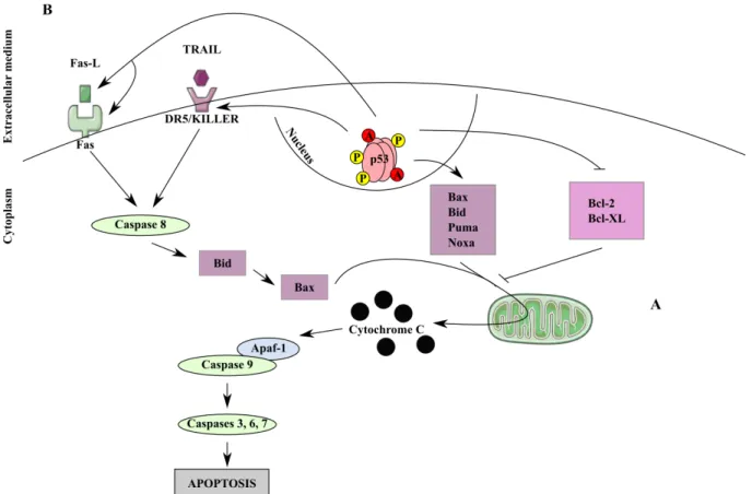 Figure 10: Role of p53 in apoptosis. The p53 protein interacts with different pathways of apoptosis induction,  two  of  which  are  illustrated  here:  the  mitochondrial  intrinsic  apoptotic  pathway  (A)  and  the  death  receptor  mediated extrinsic p