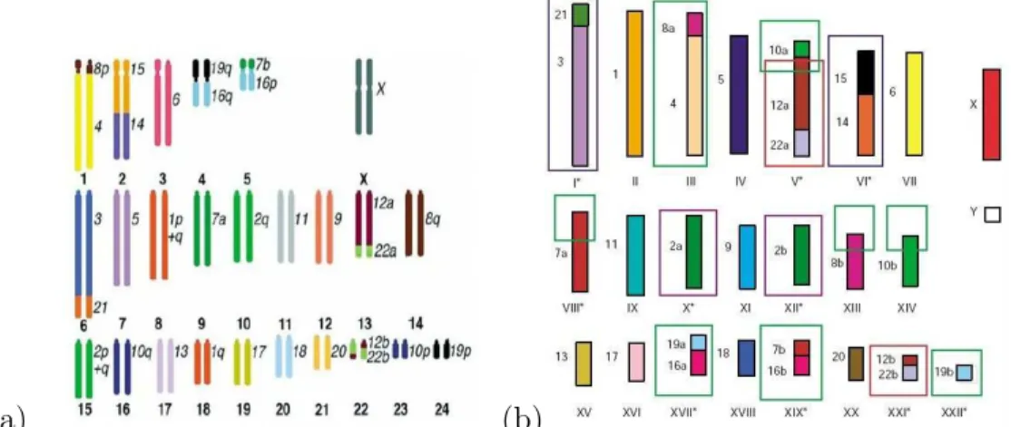 Figure 1.2 – Deux configurations alternatives pour le caryotype du proto- proto-boreoeuth´erien