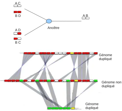 Figure 2.3 – D´etection de synt´enies ancestrales : en haut, AB est une adja- adja-cence soutenue et BD est une adjacence fiable pour l’ancˆetre figurant sur le noeud interne de la phylog´enie