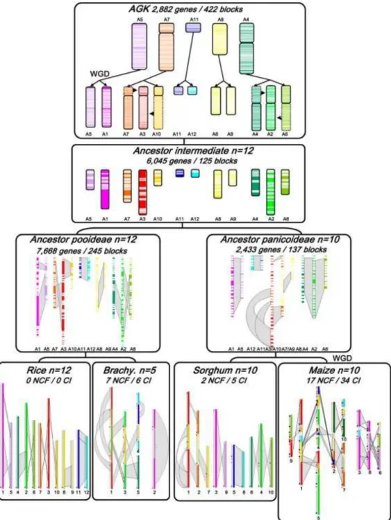 Figure 2.7 – Caryotypes ancestraux et actuels de c´er´eales, avec leurs grands