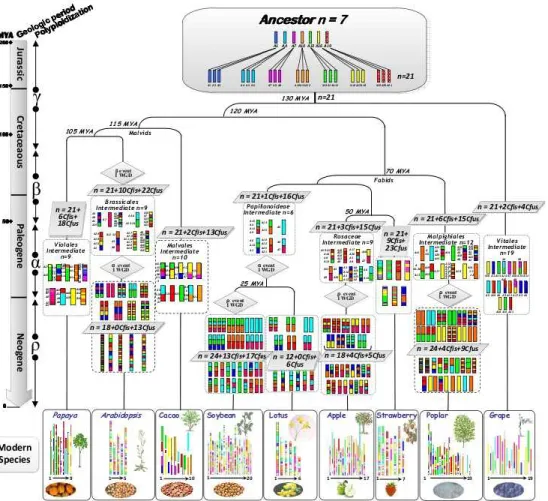 Figure 2.8 – Caryotypes ancestraux et actuels de dicotyl´edones, avec leurs grands ´ev`enements ´evolutifs