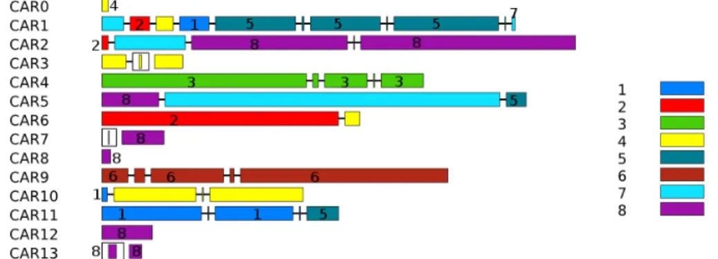 Figure 2.9 – Chromosome ancestral d’une famille de levures. La figure est publi´ee dans l’article Chauve et al