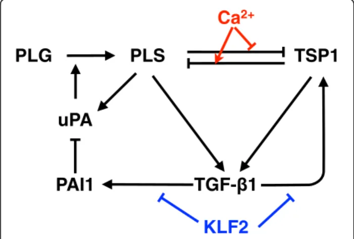 Fig. 1 TGF- β 1 bistable activation model. Black arrows represent the reactions from [5]